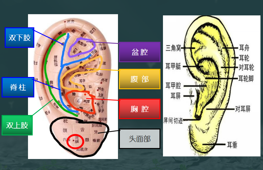 小耳朵，大作为(图2)